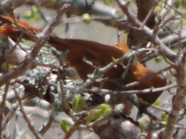 Azulão