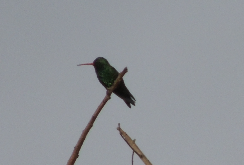Bem-te-vi-rajado