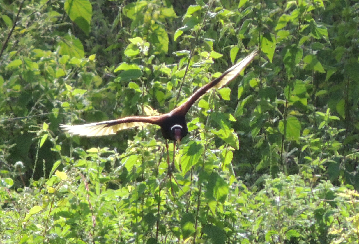 Coruja-buraqueira