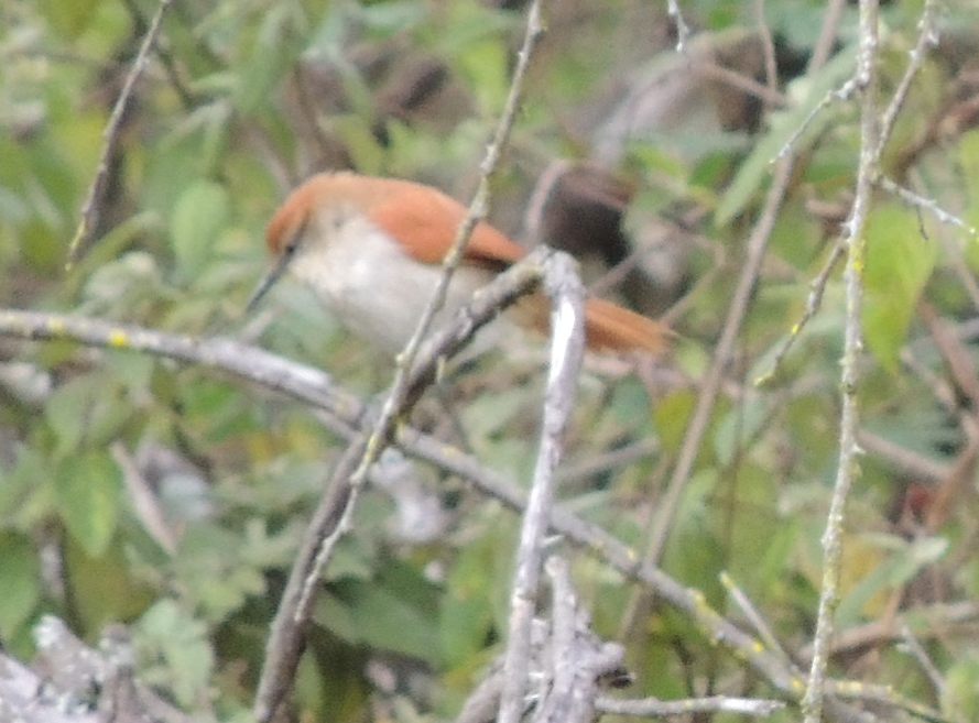 Salta-caminho