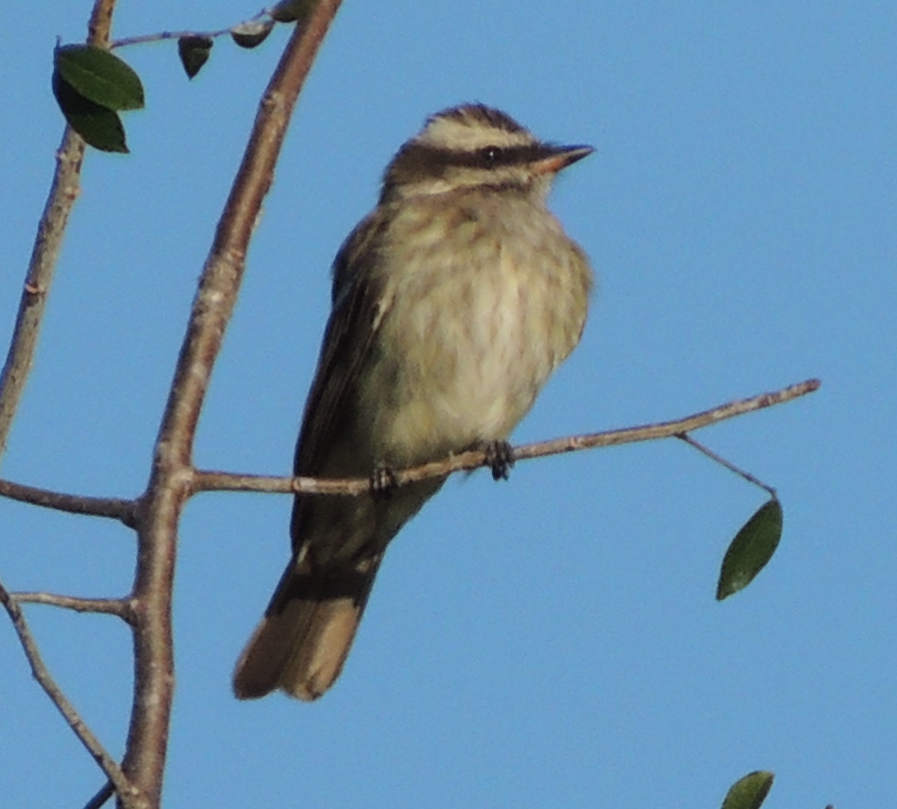 Siricora